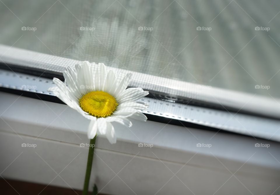 Day no people indoors close-up window summer sun color yellow Light White leaf flower beauty