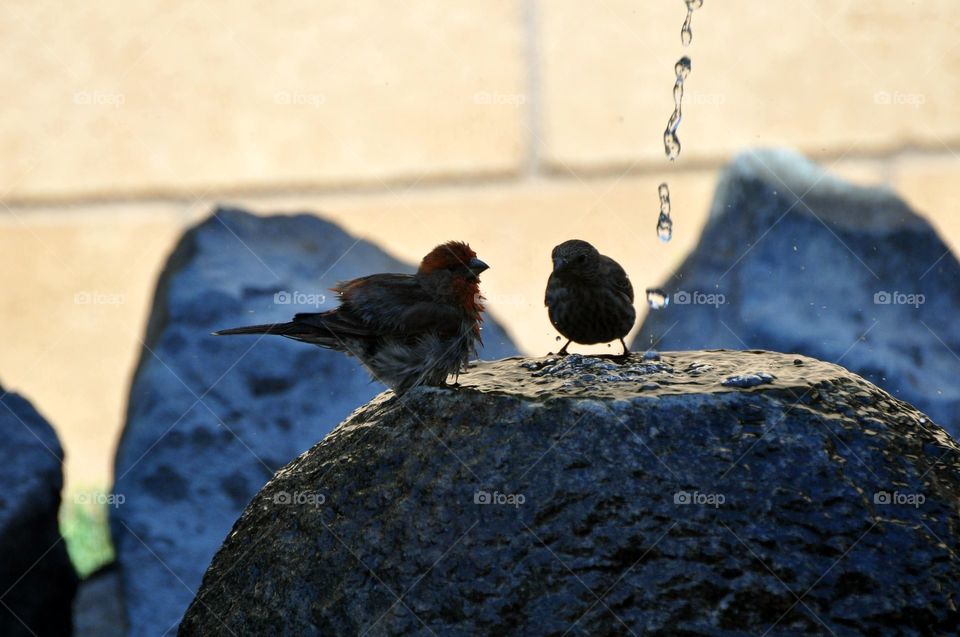 Bathing sparrows