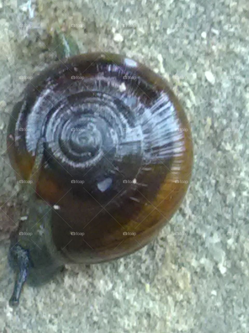 This is snail anywayar present on earth in rainy season.