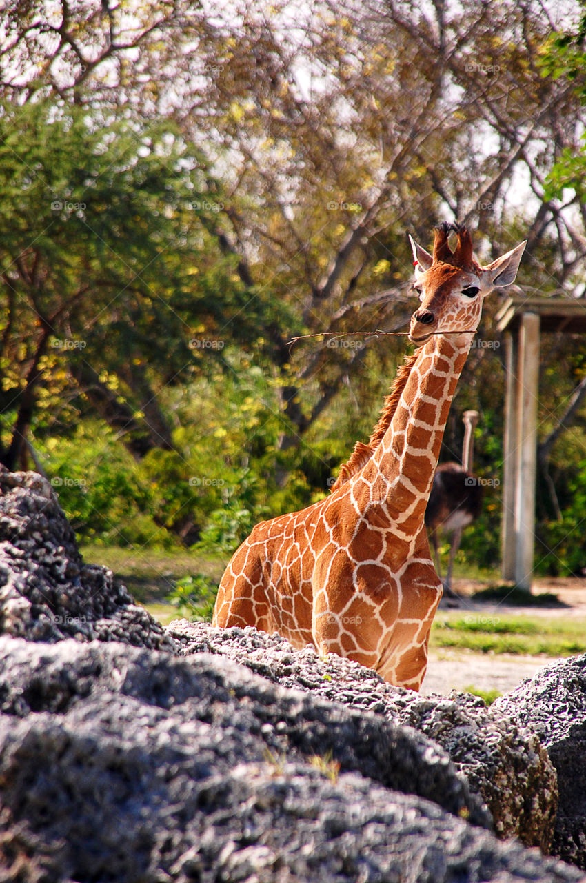 Giraffe, Miami Zoo