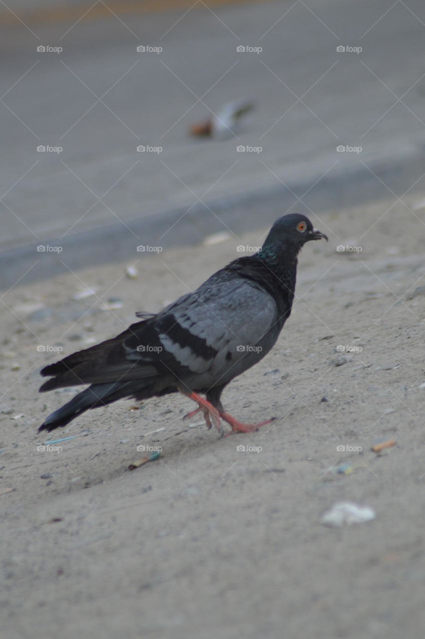 Wounded Pigeon picture taken by:DSLR camera nacon 300mm D3200