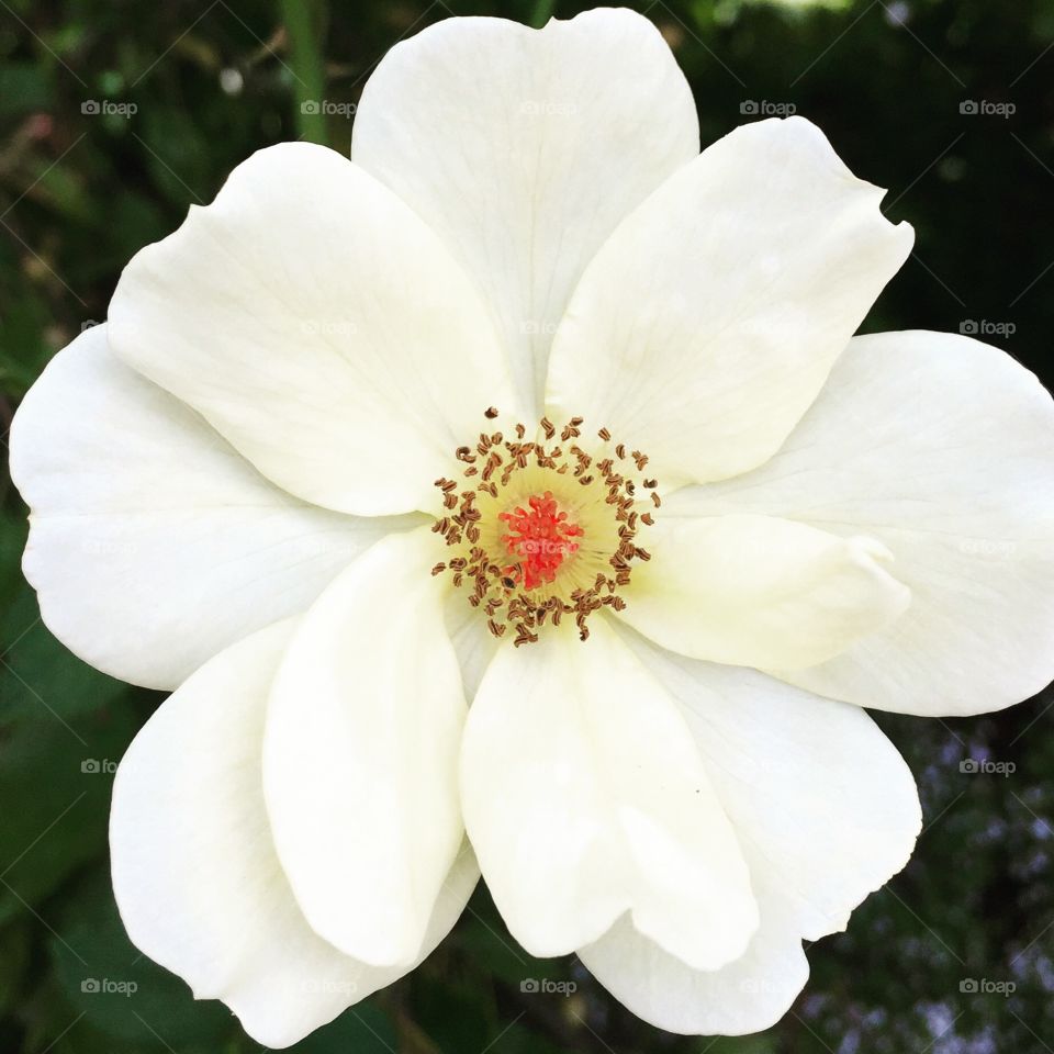 White flower with red center