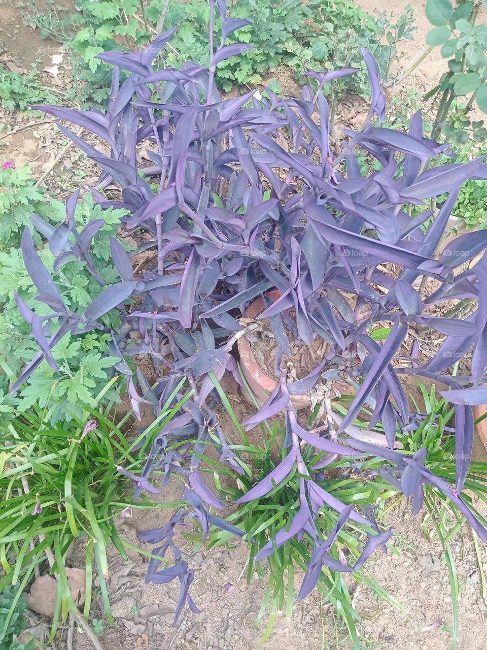 *ravarma vanguvo*  Violet plant, Pure violet, Amazing compination, Green