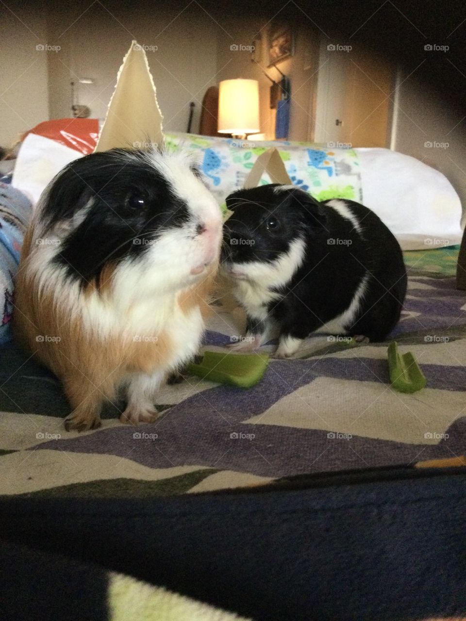  Adorable Family pets 