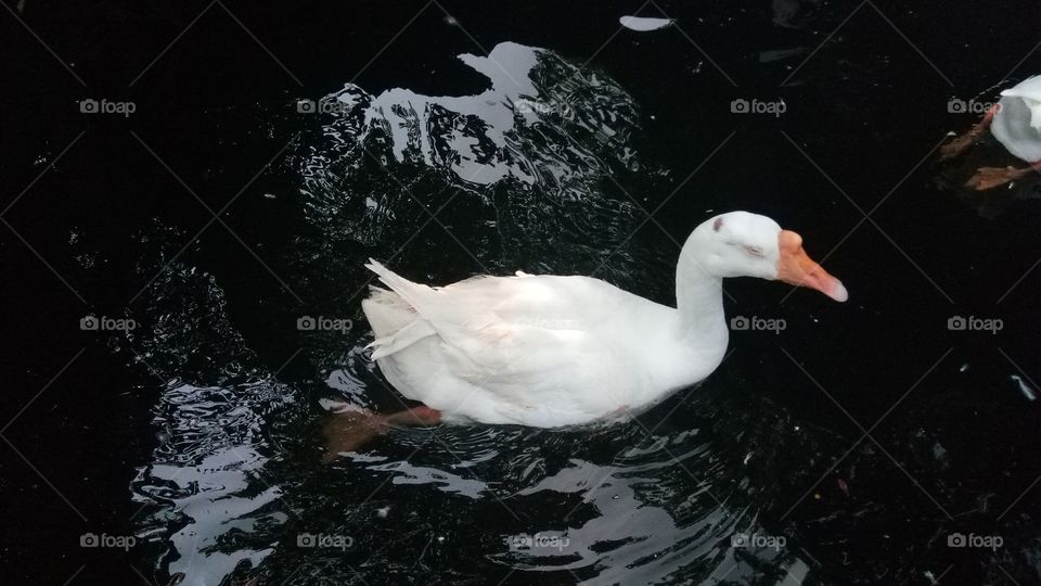 Swan~tvm