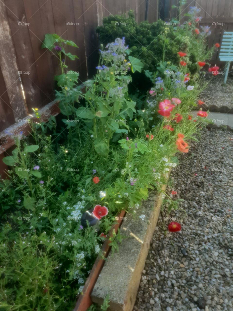 where the wild flowers grow