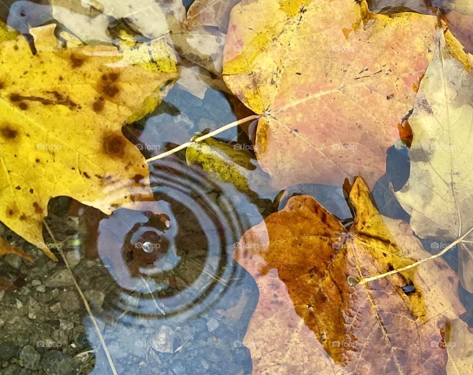 Leaves in a puddle of water with a rain drop on the water