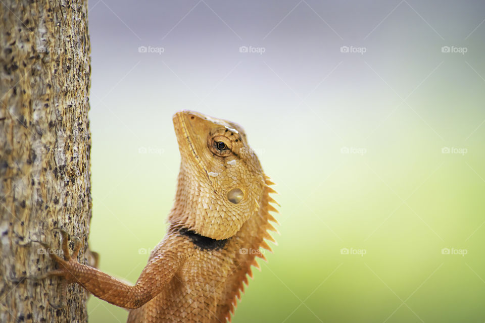 Chameleon orange on a tree Background blurred leaves.