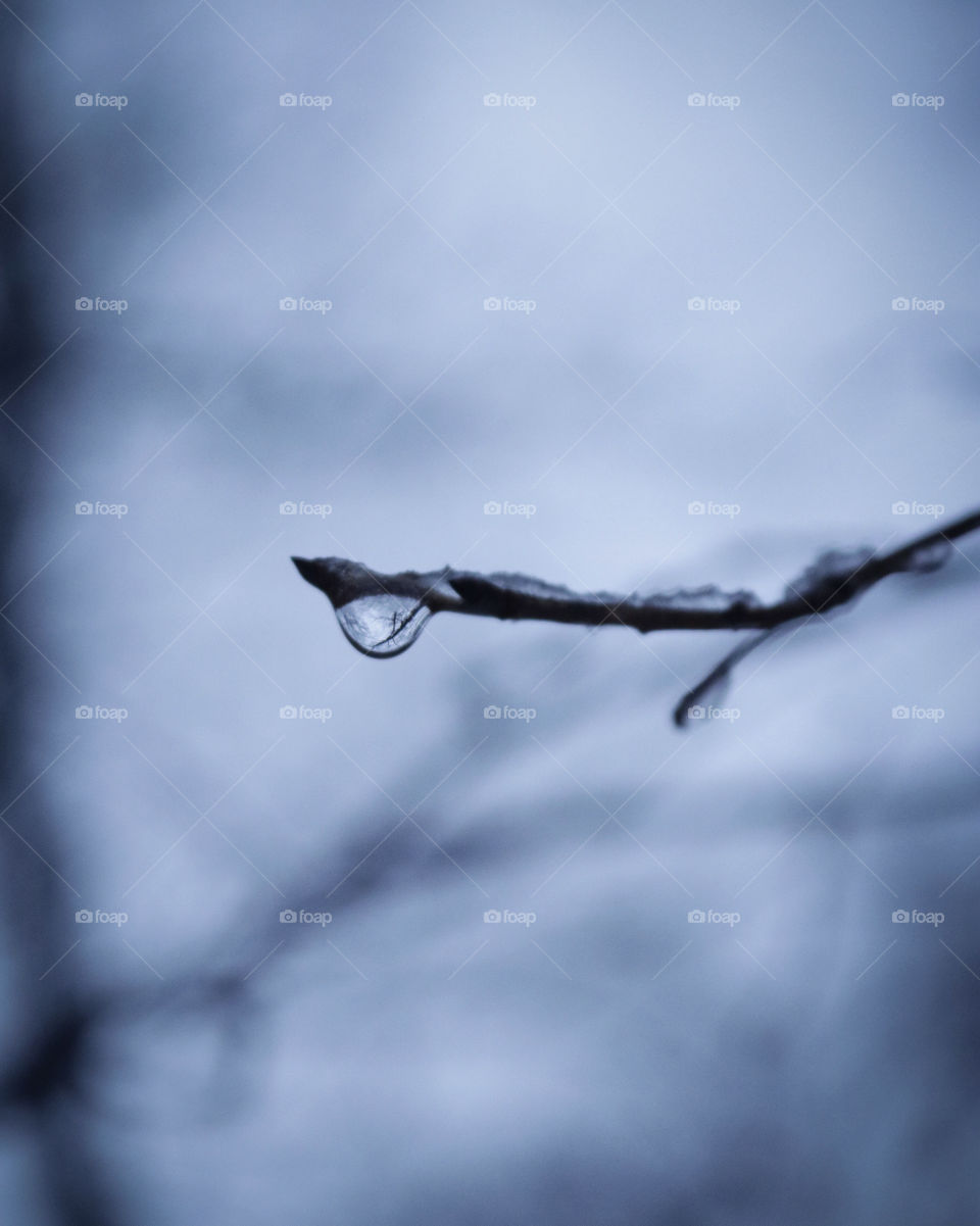 A water drop hanging from a branch of a tree in the wild woods.