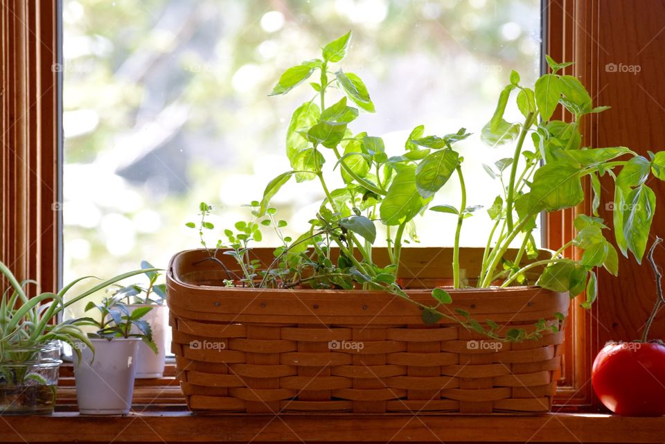 Pot of plant near window