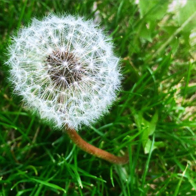 Wish