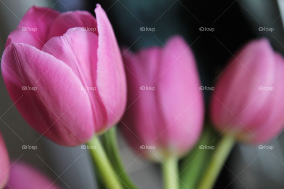 These bright pink tulips conjure up fond memories of fresh springtime. Both delicate and bold, this image will make a statement and is perfect for your project!