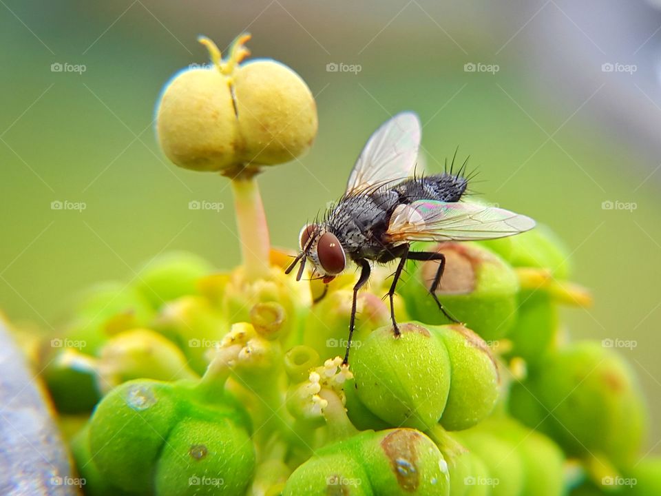macro lalat