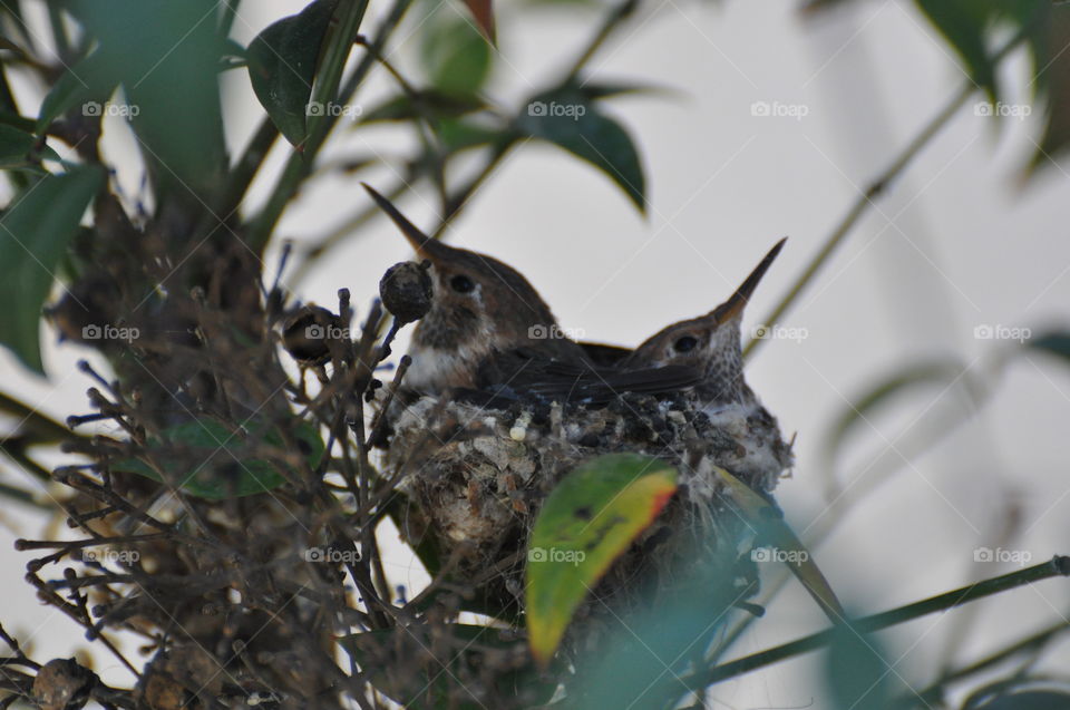 Hummingbird chicks