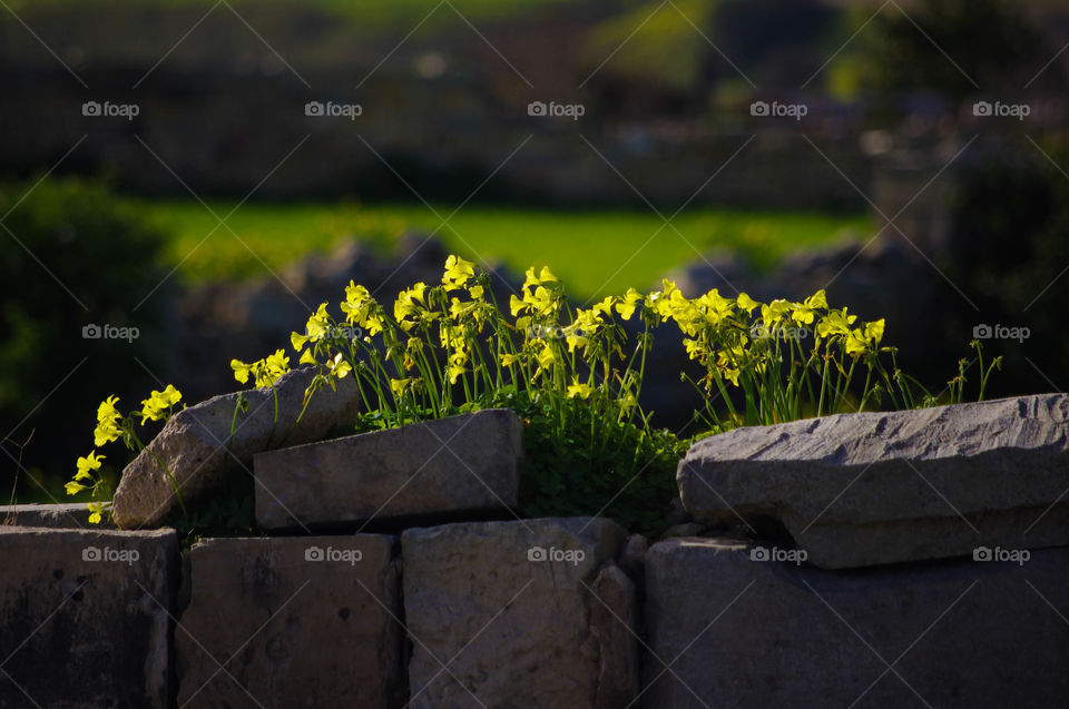 yellow spring flowers on a wall