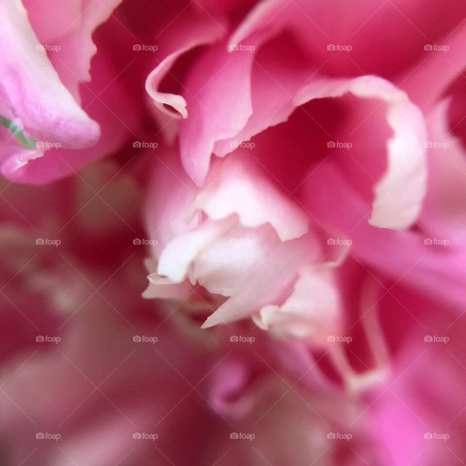 Peony softness