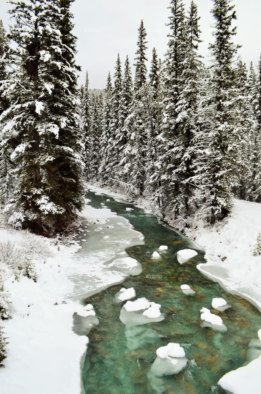 Snow covered with trees