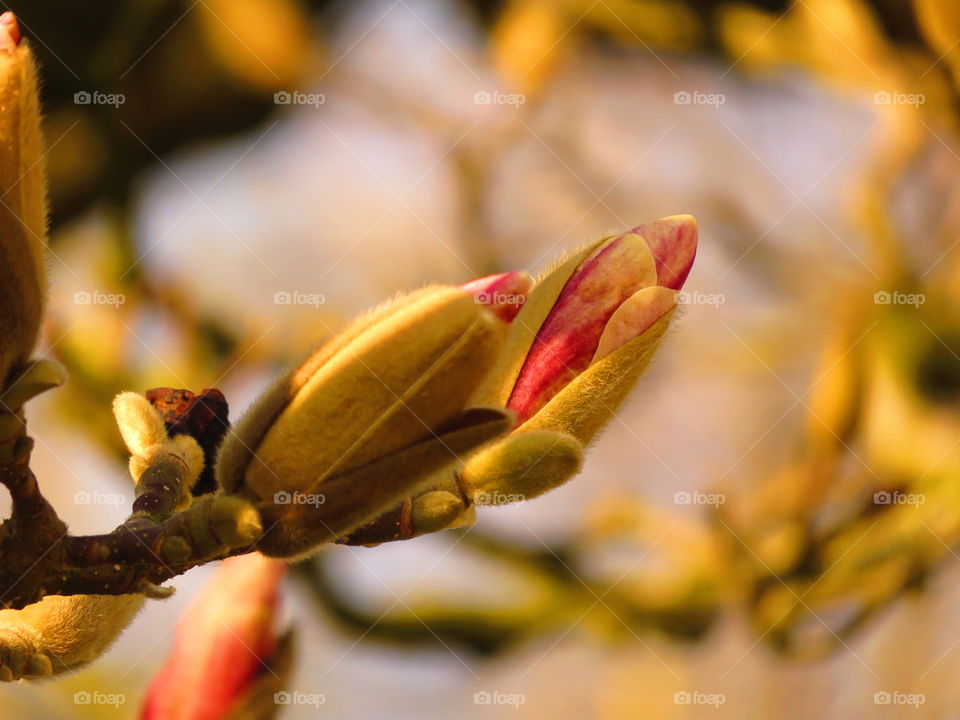 magnolia bud