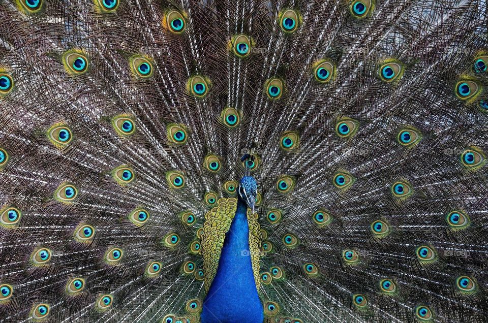 A photograph of a beautiful peacock with its stunning and glamorous wide open tail