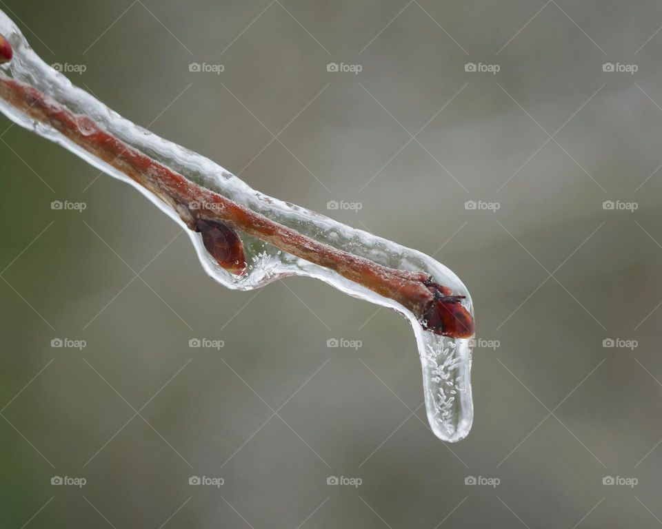 Frozen twig