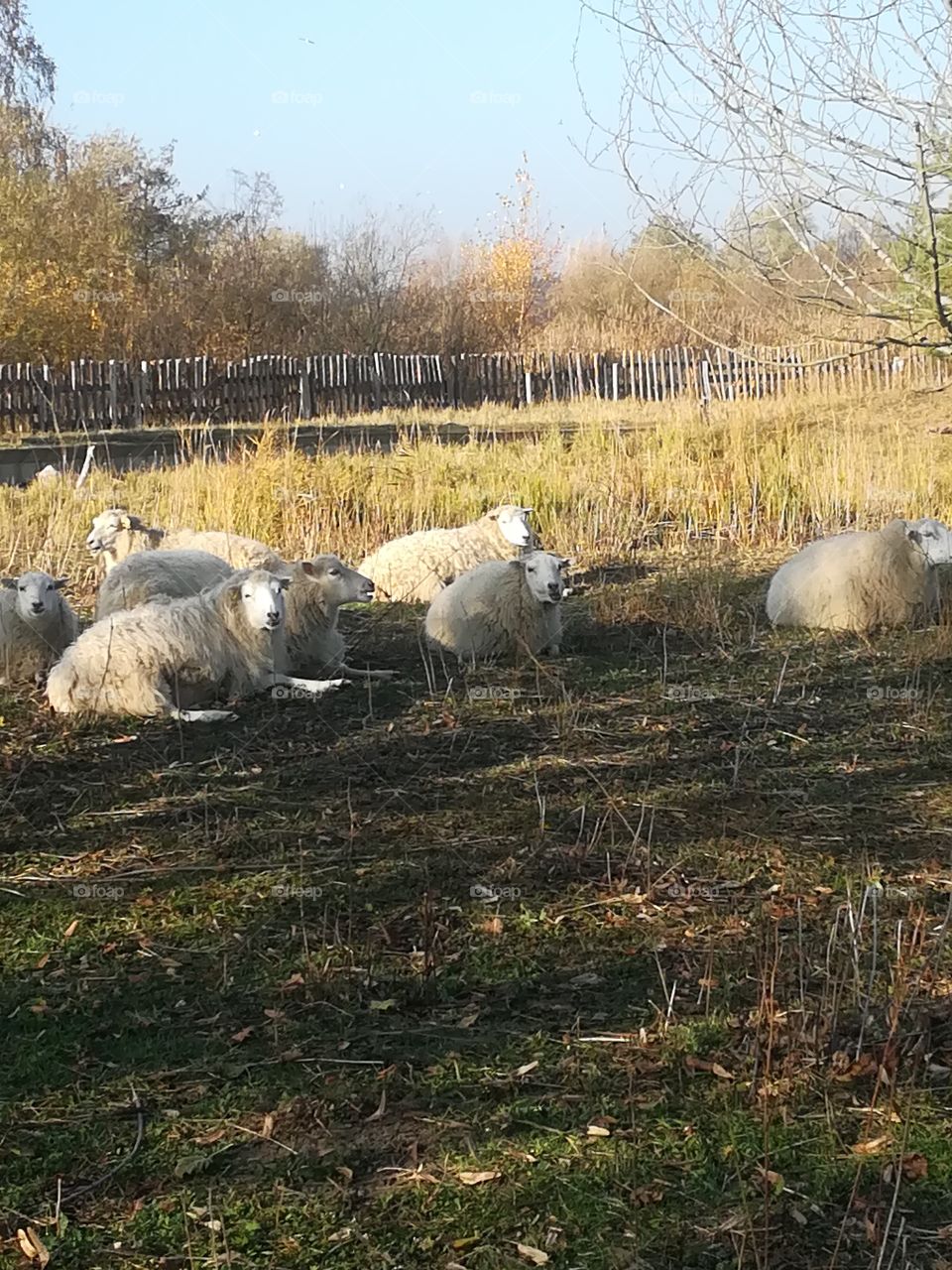 Schafe Tiere Gras Natur Himmel Baum
