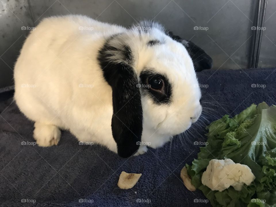 Bunny at the shelter 