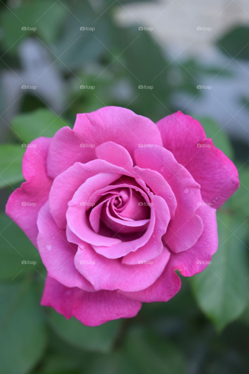 Wonderful rose