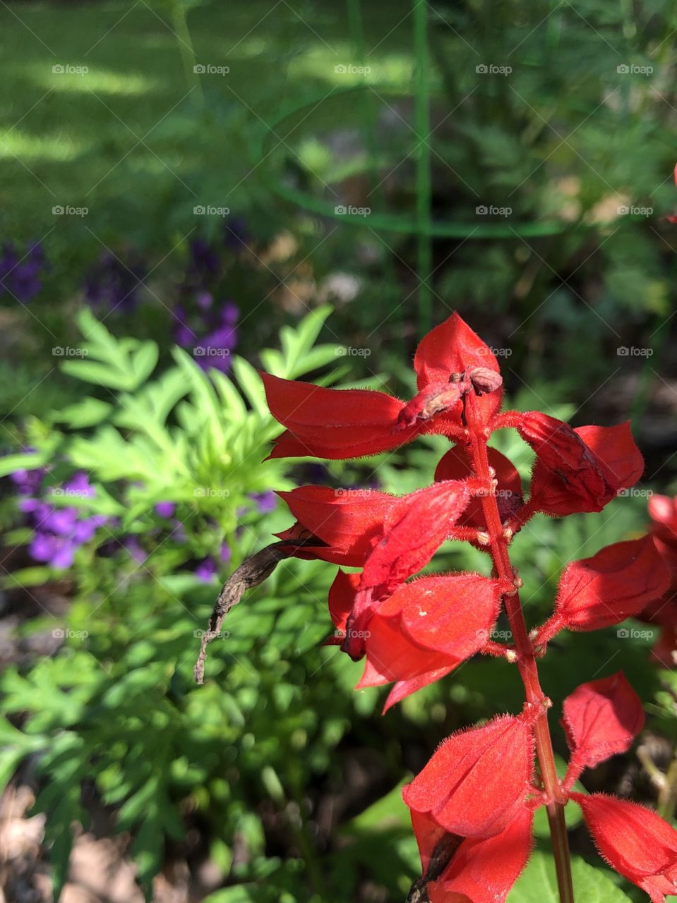 Closeup red salvia in sun and shadows 