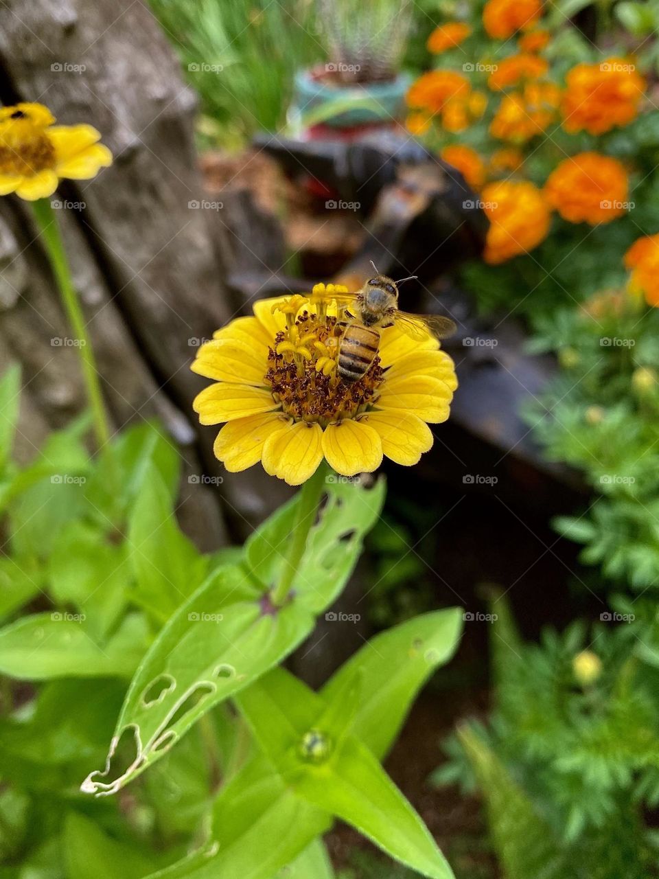 Bee on a flower