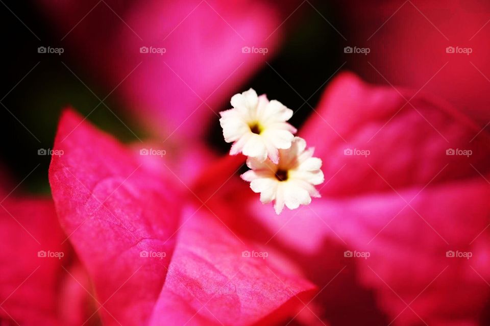 White Flower Within A Pink Flower