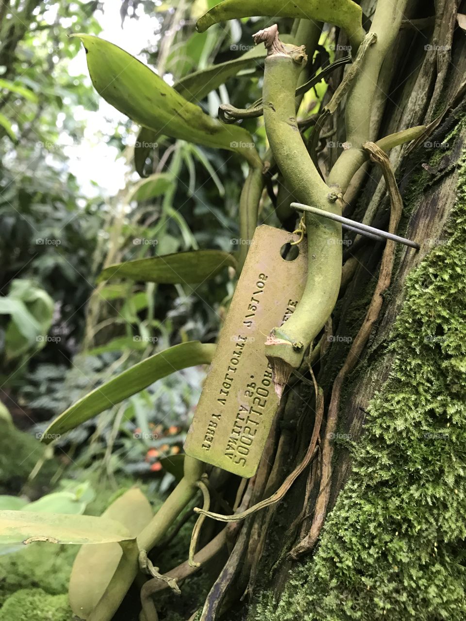 A vine with an identifying tag attached, surrounded by other plants