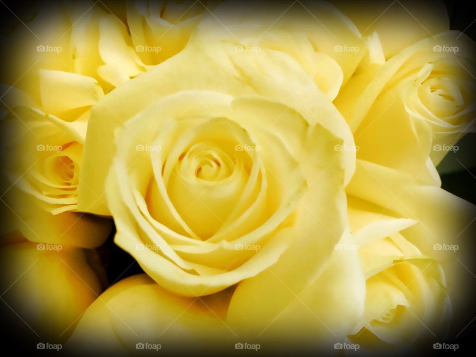 Yellow roses 