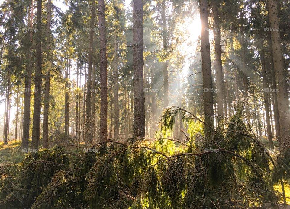 Sunlight in forest