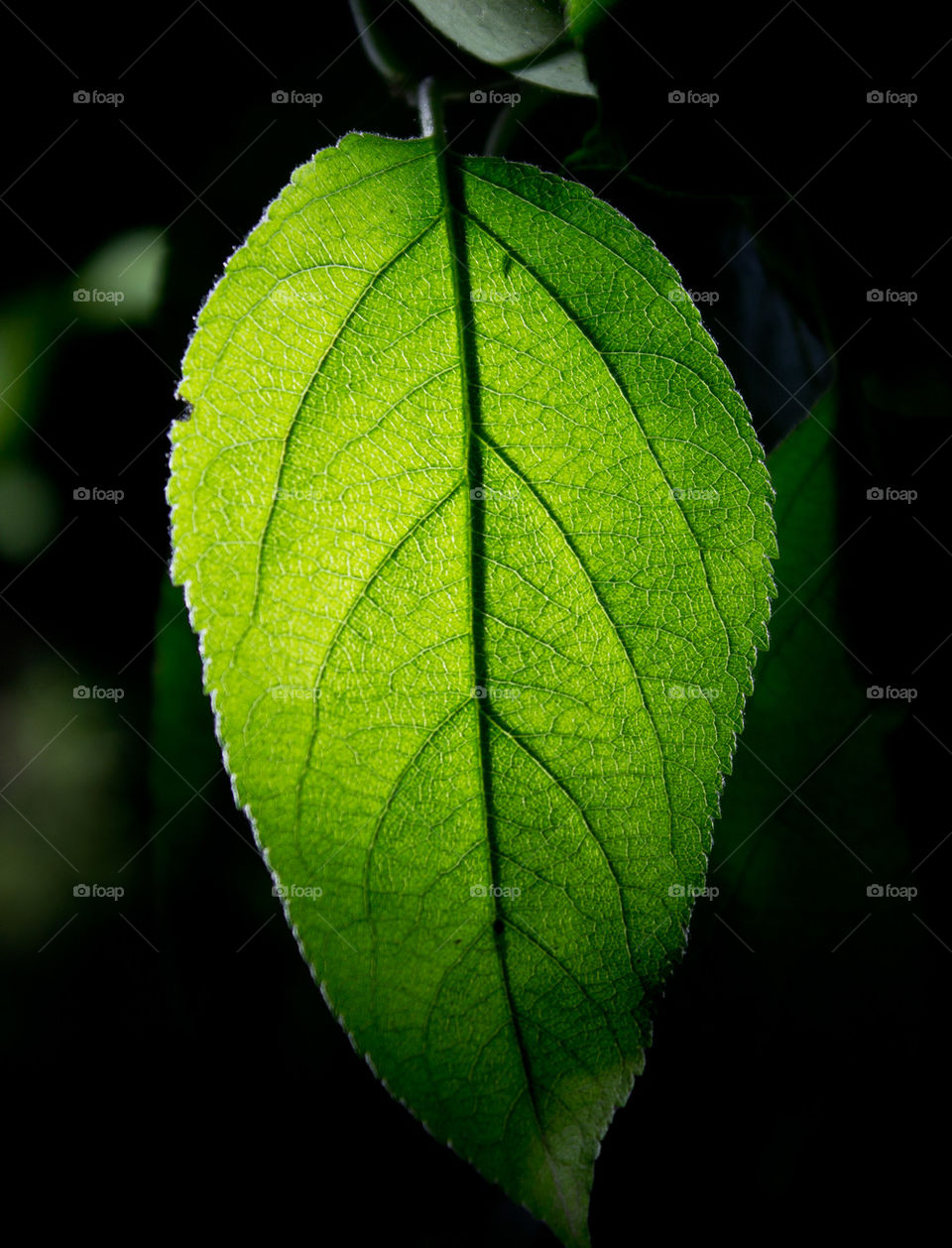 leaf
