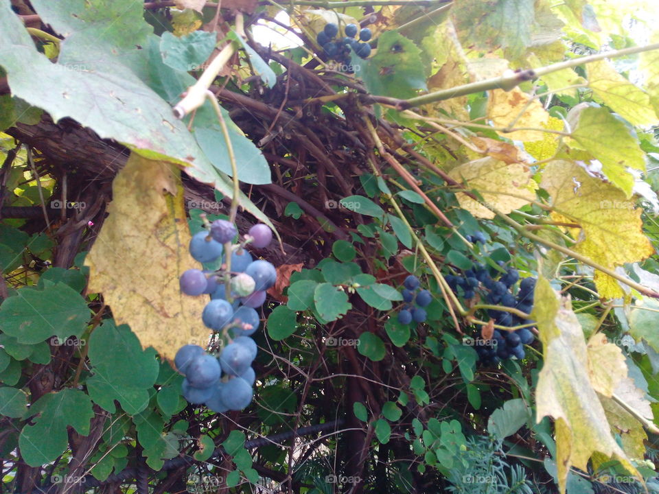 Fruit, Leaf, Pasture, Nature, Agriculture