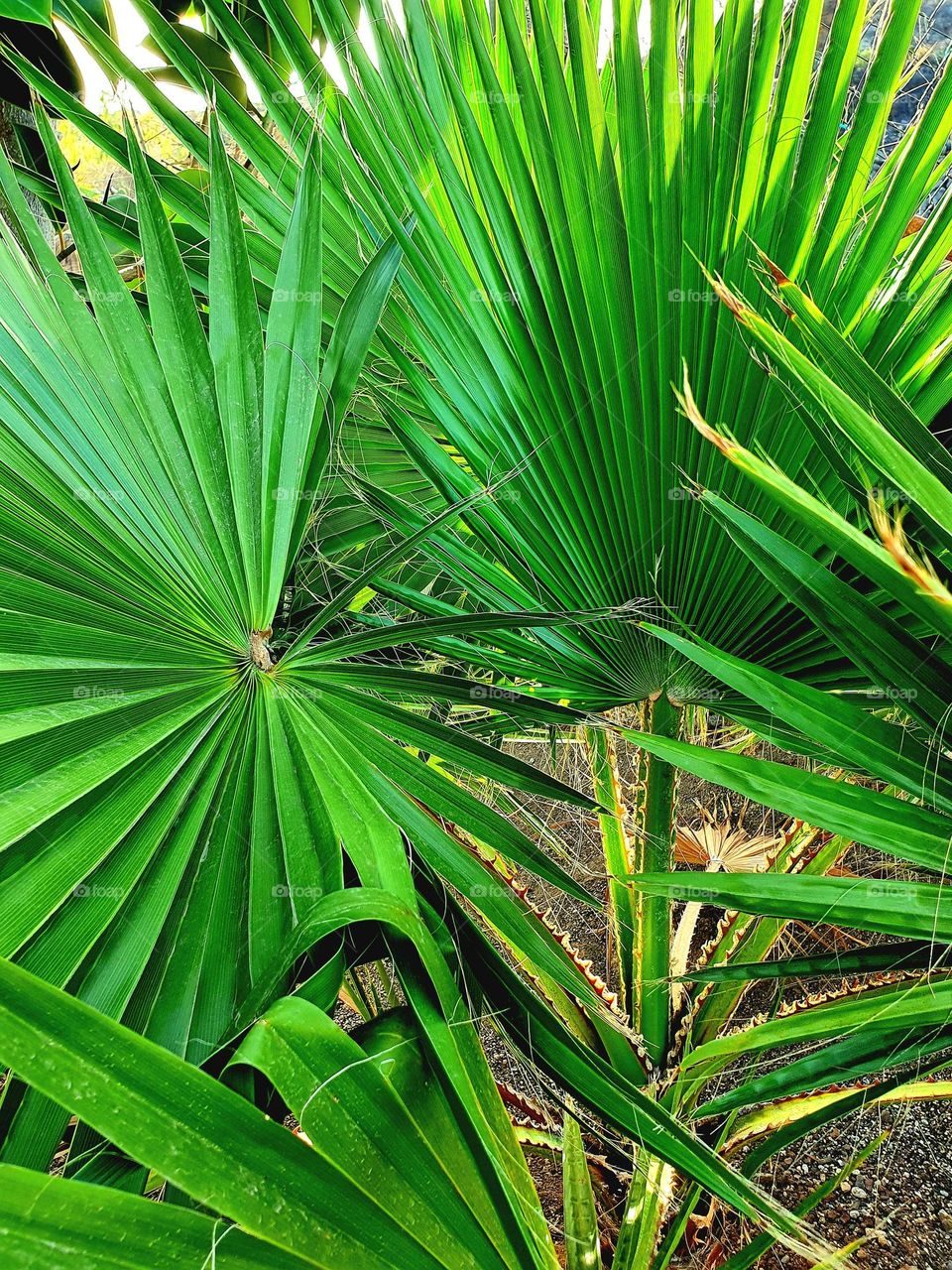 plant - beautiful green fan palm