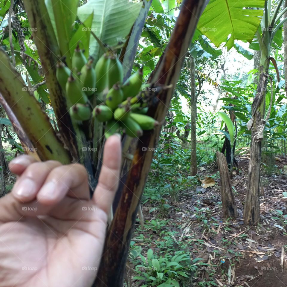 Mini banana tree that bears fruit