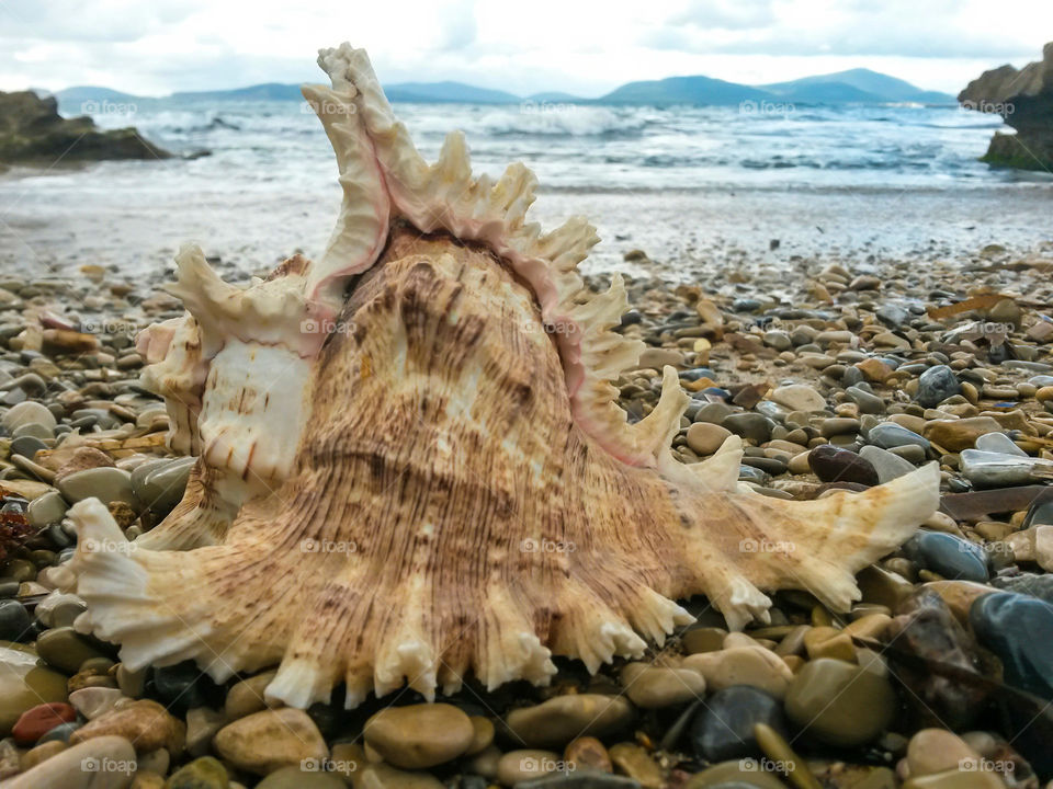 Close-up of sea shells at beach