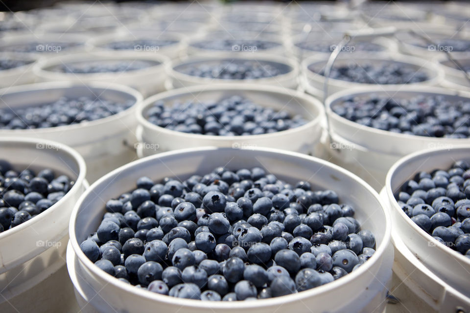 blue fruit berries healthy by phat59