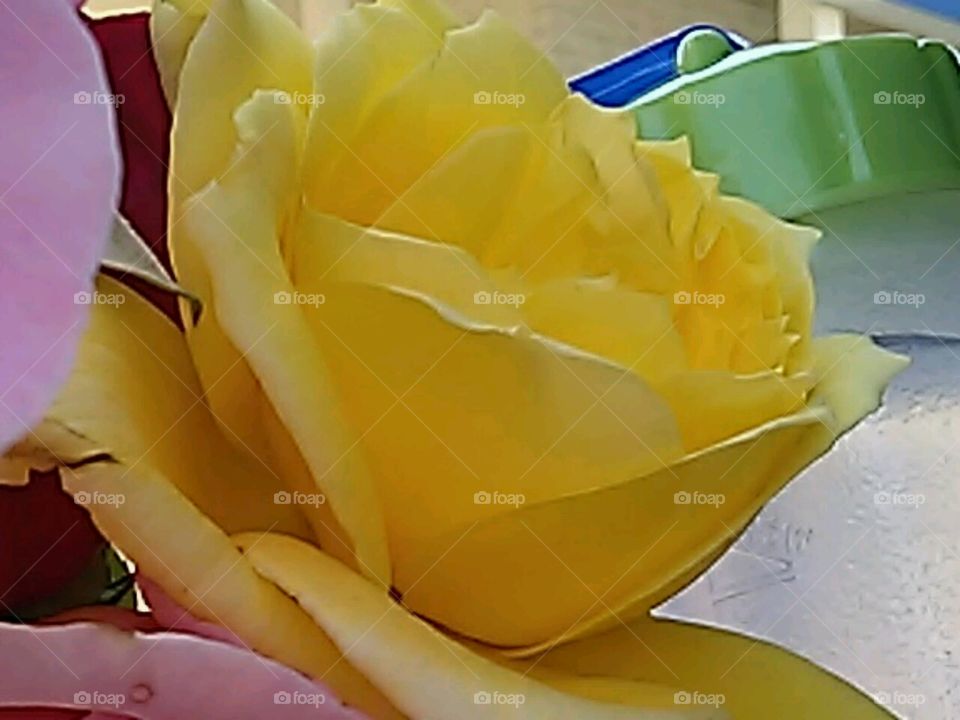 yellow rose