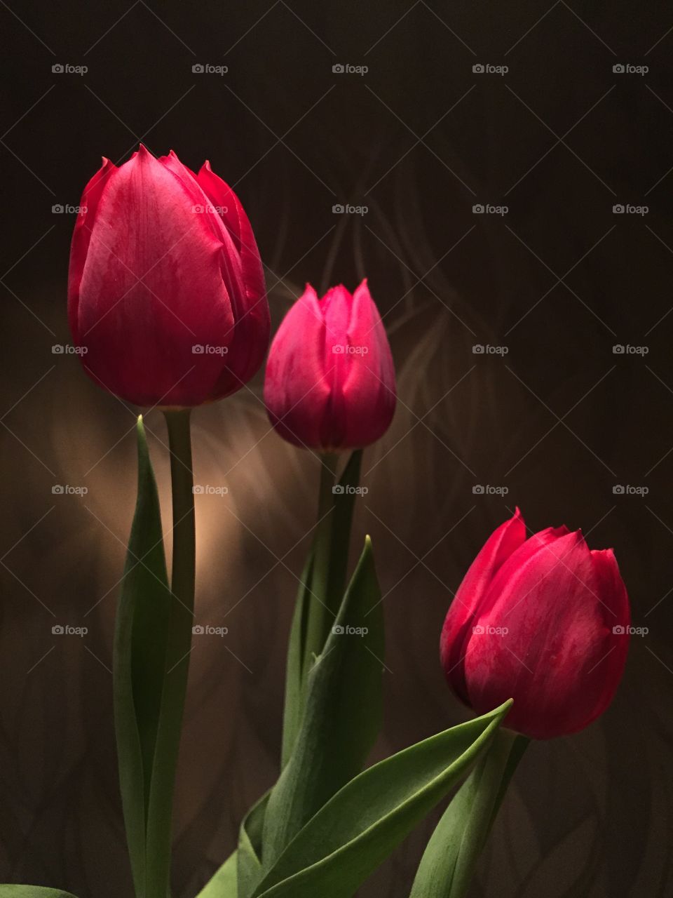 Tulip
