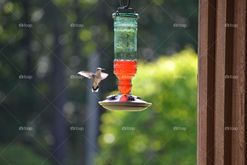 hummingbird. hummingbird feeding