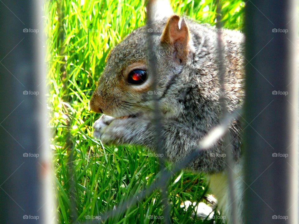Squirrely approach in D.C. This little fellows photo was taken from a fence on the White House grounds. He was alert and searching for food! Great!