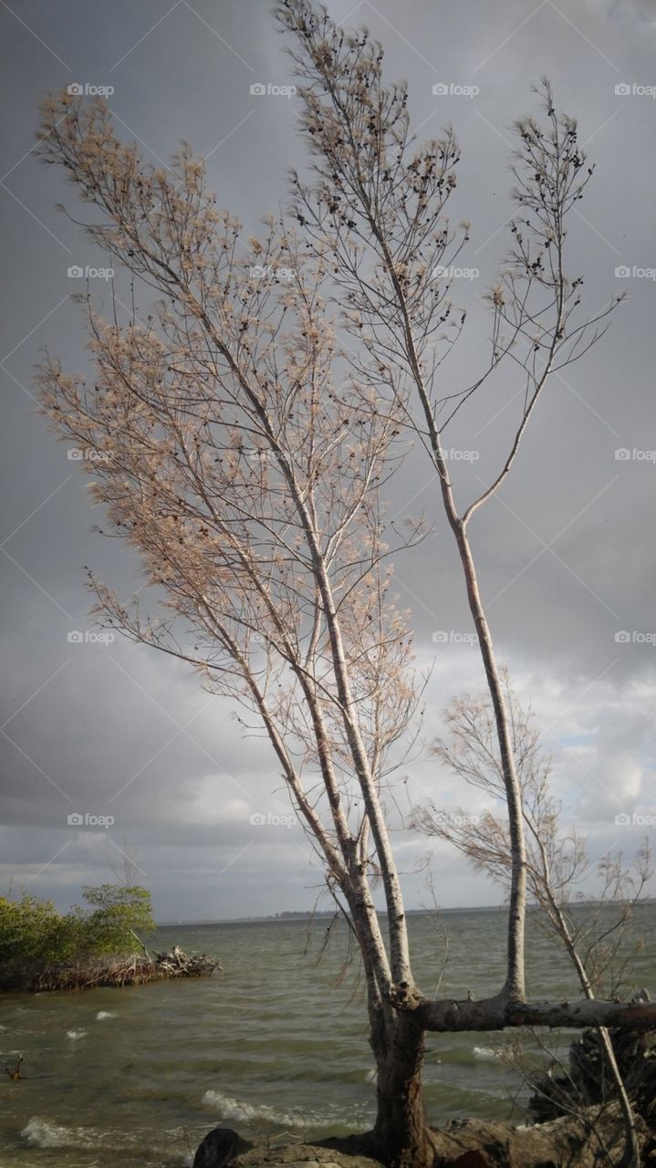 Sunrise on a tree