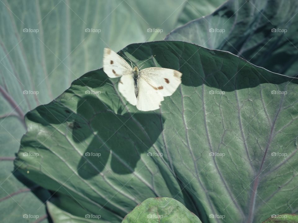 Butterfly shadow