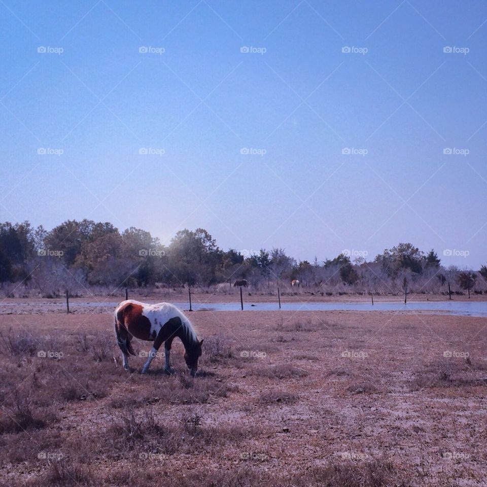 Morning Pony