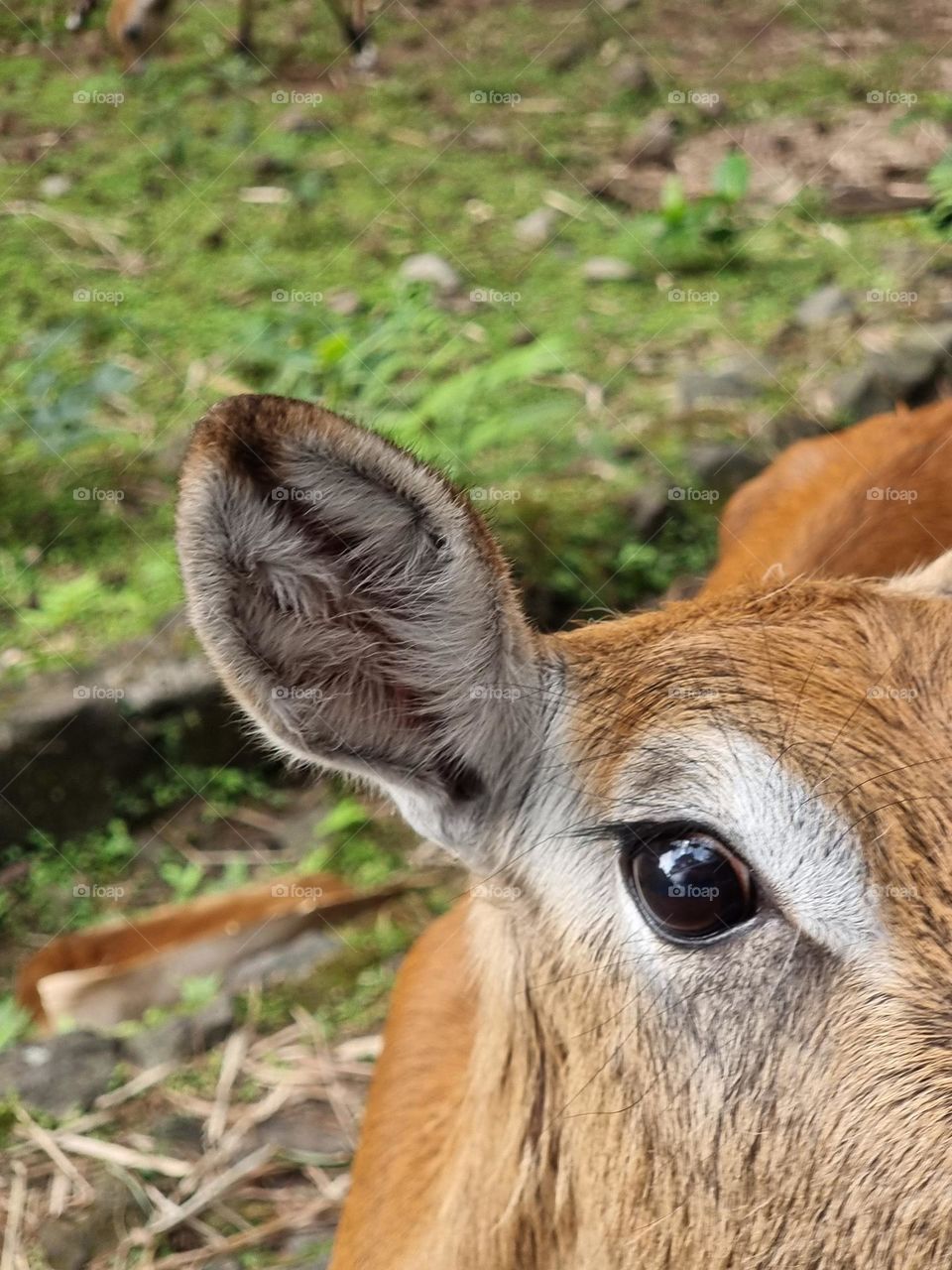 deer eye