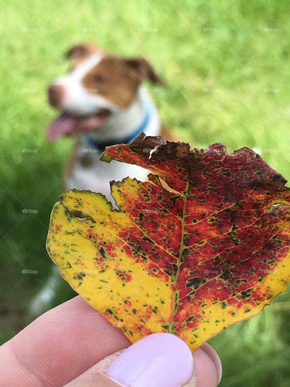 Red and yellow leaf with a rescue dog in the background 