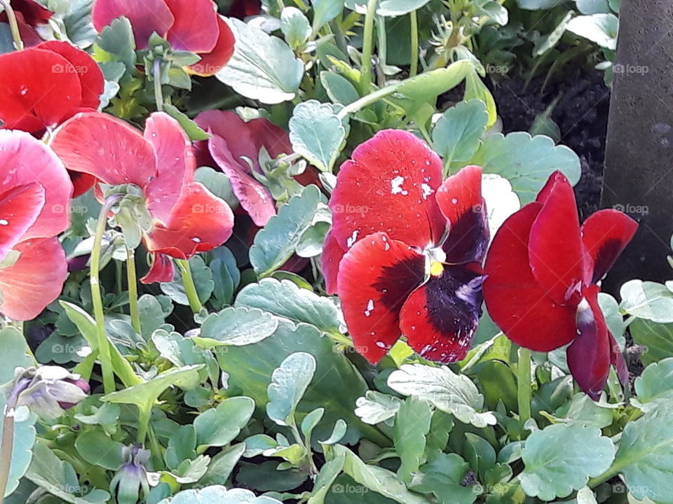 park spring time sun sunny colors colorful nature wild plants flowers amazing stunning cool nice weather hot lovely sky forest grass view splendid