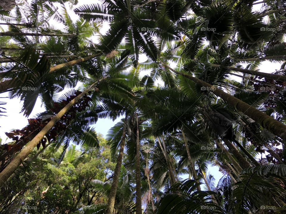 Rainforest in Hawaii